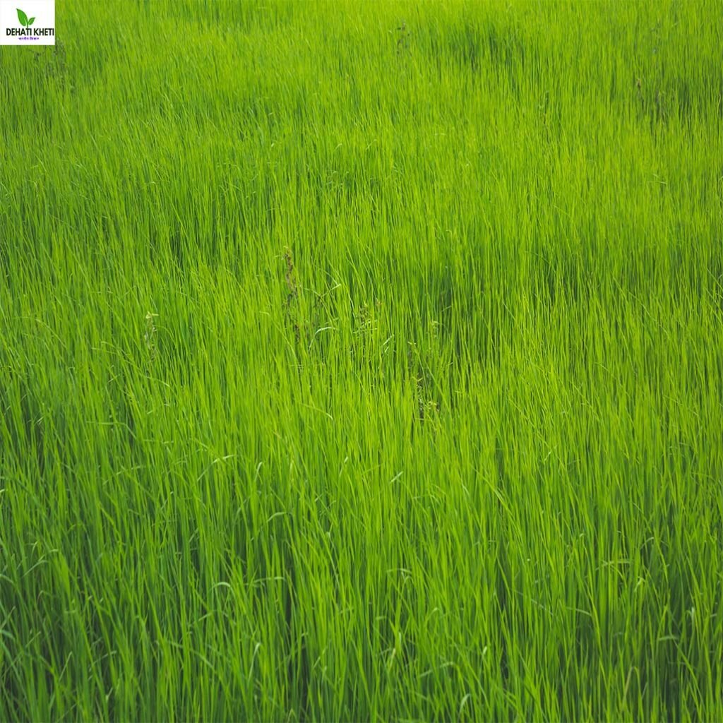 नेपियर घास