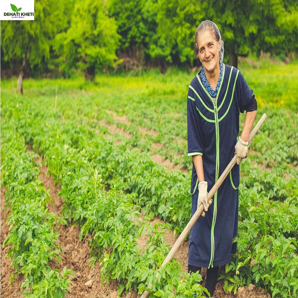 शिमला मिर्च की खेती